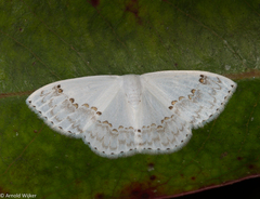 Teldenia specca