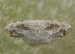 Leucoblepsis renifera