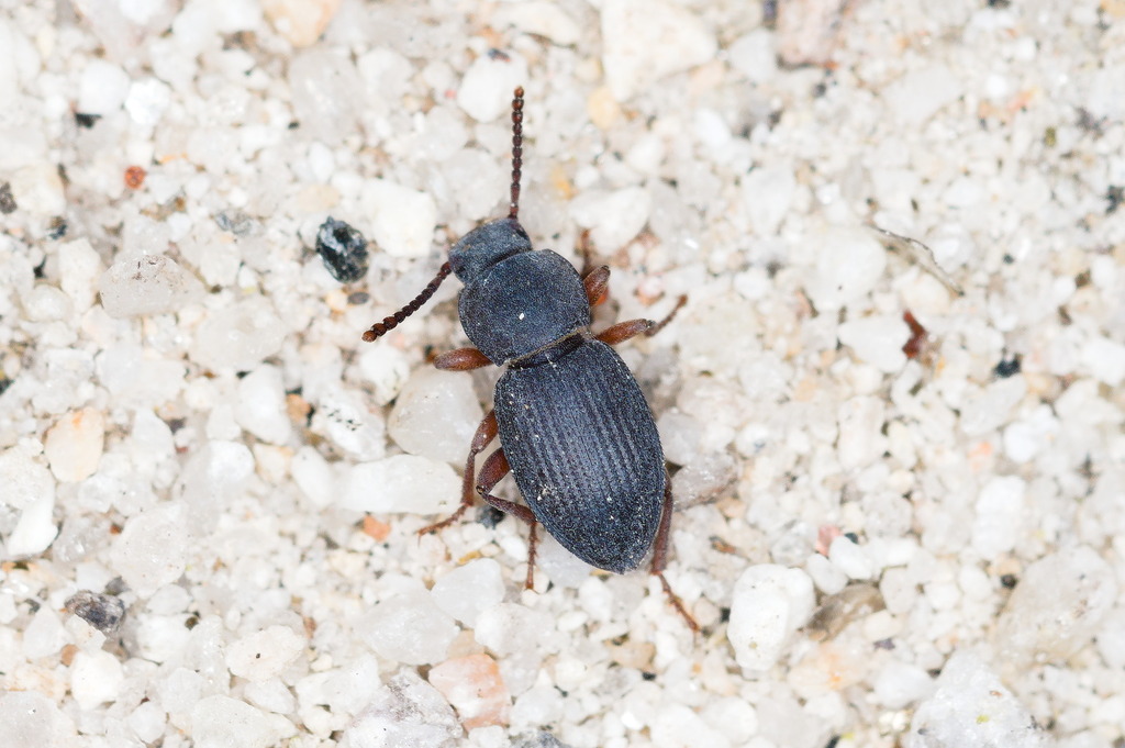 Nocibiotes caudatus