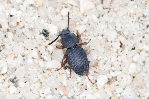 Nocibiotes caudatus