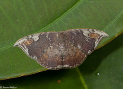 Paralbara watsoni