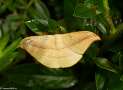 Tridrepana argentistriga