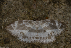 Cyclidia substigmaria