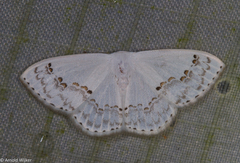 Teldenia specca