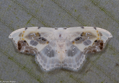 Leucoblepsis renifera