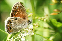 Coenonympha amaryllis