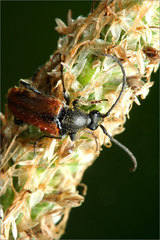 Lepturini