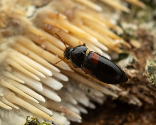 Mycetochara haldemani