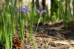 Iris ruthenica