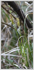 Carex pediformis macroura