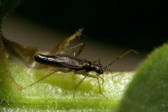 Dicyphus constrictus