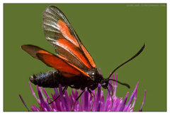 Zygaena osterodensis