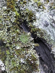 Sedum stellariifolium