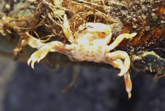 Nepinnotheres novaezelandiae