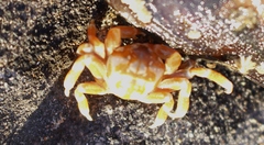 Nepinnotheres novaezelandiae
