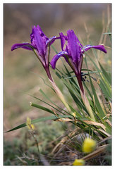 Iris tigridia
