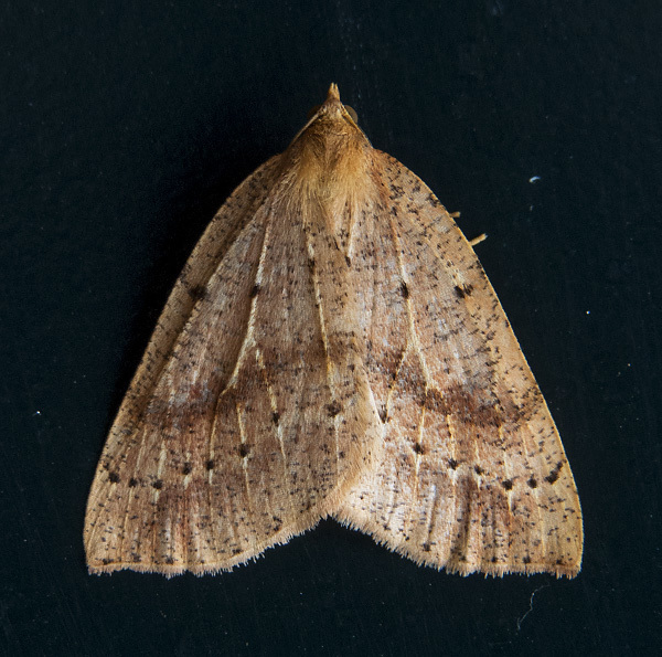 Northern Thallophaga