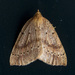 Thallophaga hyperborea - Photo (c) Jim Johnson,  זכויות יוצרים חלקיות (CC BY-NC-ND), הועלה על ידי Jim Johnson