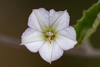 Arrow Bindweed - Photo (c) magriet b, some rights reserved (CC BY-SA), uploaded by magriet b