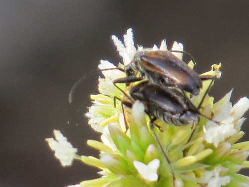 Gnathacmaeops pratensis photo 5