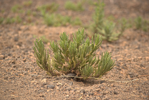 Saw phacelia (Phacelia serrata)
