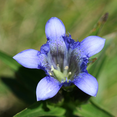 Gentiana septemfida