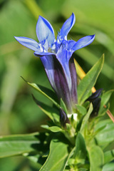 Gentiana septemfida