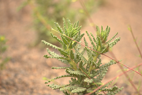 Saw phacelia (Phacelia serrata)