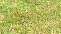 Alauda arvensis arvensis