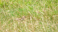 Alauda arvensis arvensis