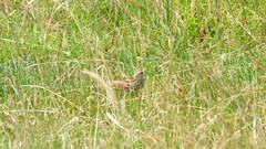 Alauda arvensis arvensis