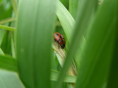 Gonioctena fornicata