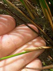 Juncus distegus