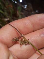 Juncus distegus