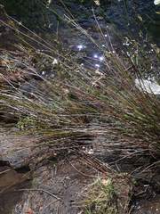 Juncus distegus