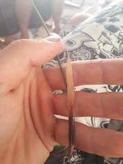Juncus distegus