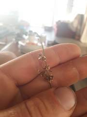 Juncus distegus