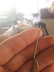 Juncus distegus