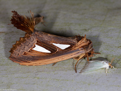 Tarsolepis remicauda