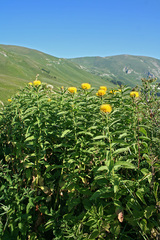 Centaurea polyphylla