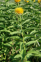 Centaurea polyphylla