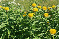 Centaurea polyphylla