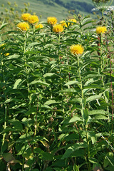 Centaurea polyphylla