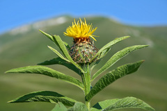 Centaurea polyphylla