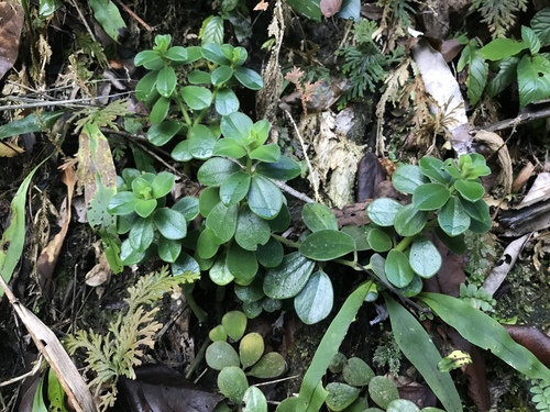 Peperomia japonica
