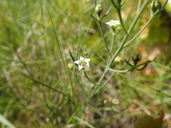 Thesium divaricatum