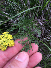 Lomatium utriculatum