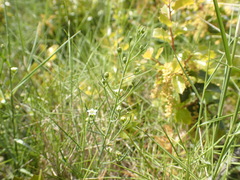 Thesium divaricatum
