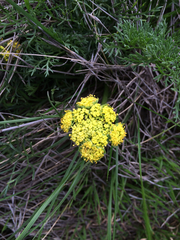 Lomatium utriculatum