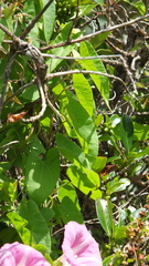 Calystegia sepium roseata